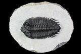 Coltraneia Trilobite Fossil - Huge Faceted Eyes #107059-3